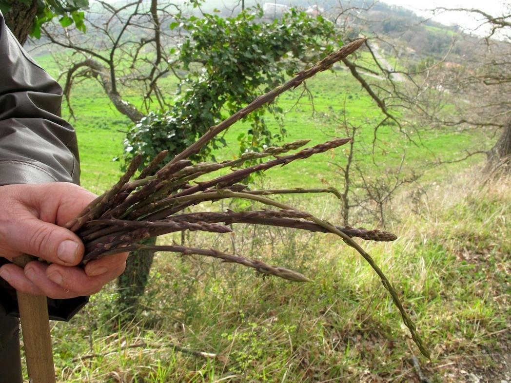 L'Oasi Acomodação com café da manhã Auletta Exterior foto